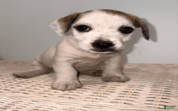 Jack Russell Terrier dogs for sale: Rocky - Image 5