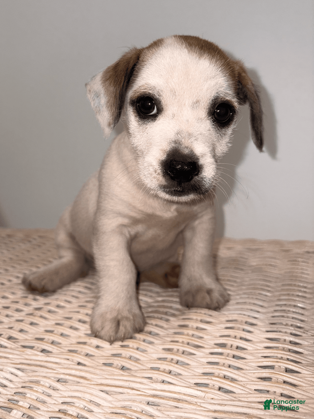 Jack Russell Terrier dogs for sale: Rocky - Image 5