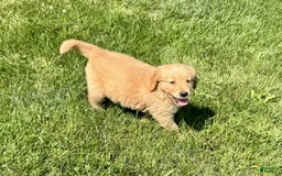 Golden Retriever dogs for sale: Frankie - Image 5