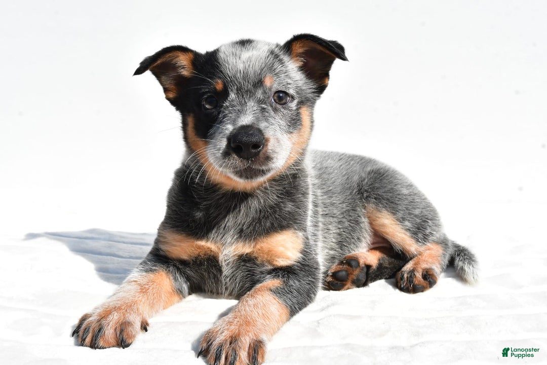 Australian Cattle Dog dogs for sale: Trixie - Image 3