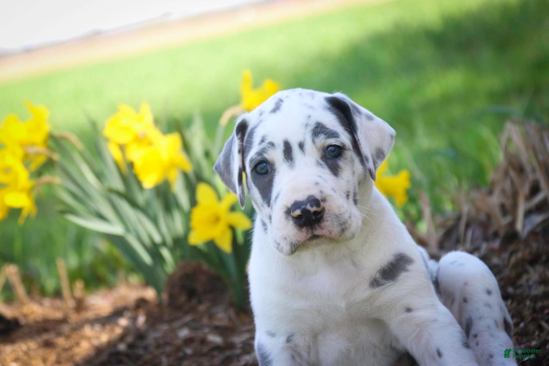 Great Dane dogs for sale: Electra - Image 1