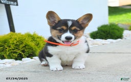 Welsh Corgi Pembroke dogs for sale: Tilly - Image 1