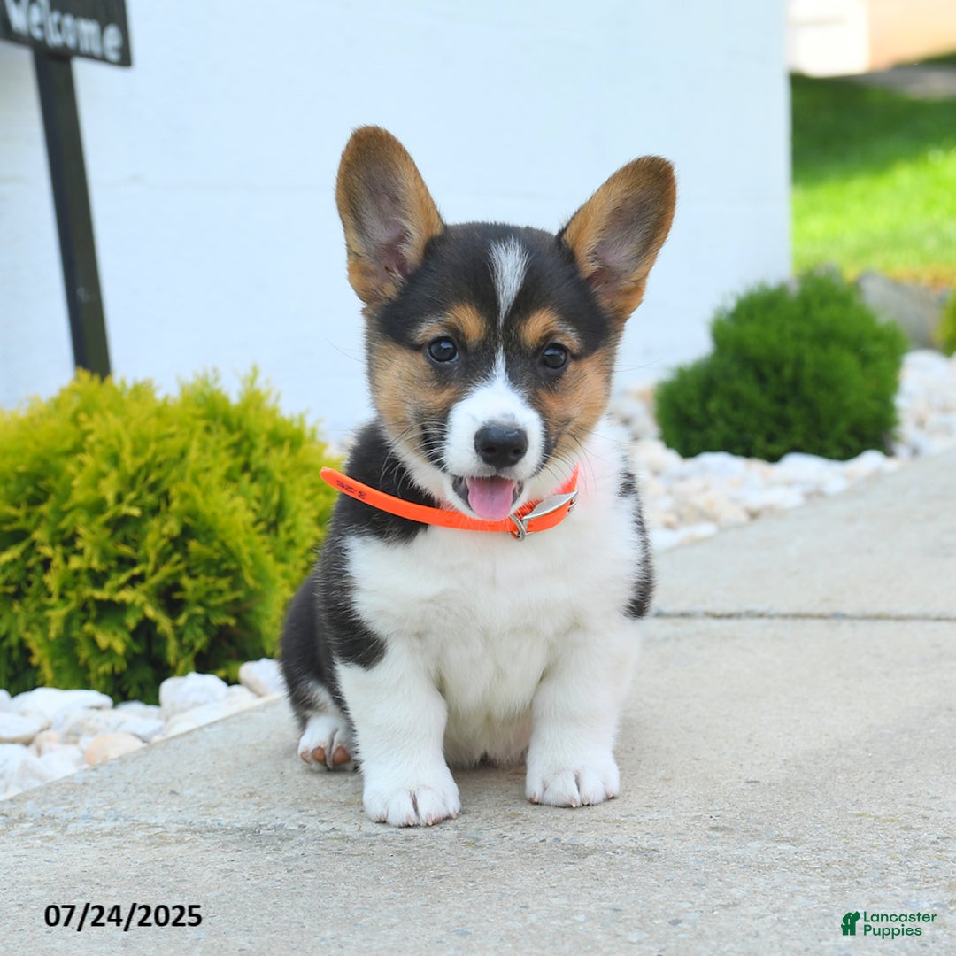 Welsh Corgi Pembroke dogs for sale: Tilly - Image 1