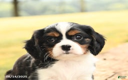 Cavalier King Charles Spaniel dogs for sale: Drake - Image 2