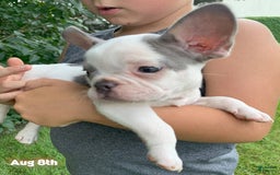 French Bulldog dogs for sale: Mikey - Image 5