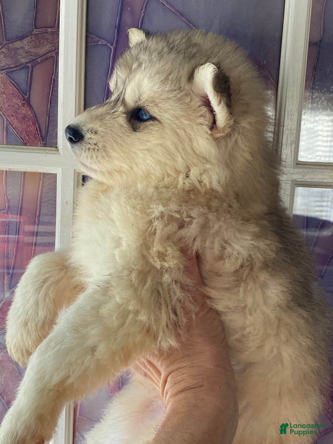 Siberian Husky dogs for sale: Maverick - Image 8