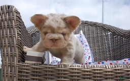 French Bulldog dogs for sale: Nate - Image 12