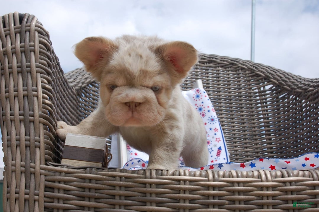French Bulldog dogs for sale: Nate - Image 12