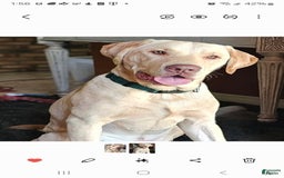 Labrador Retriever dogs for sale: Bella - Image 4