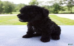 Miniature Poodle dogs for sale: Axel - Image 8
