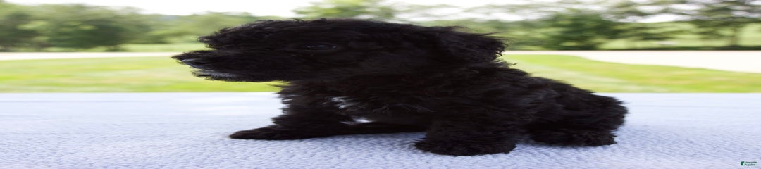 Axel