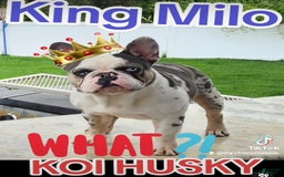 French Bulldog dogs for sale: Marshmello - Image 6