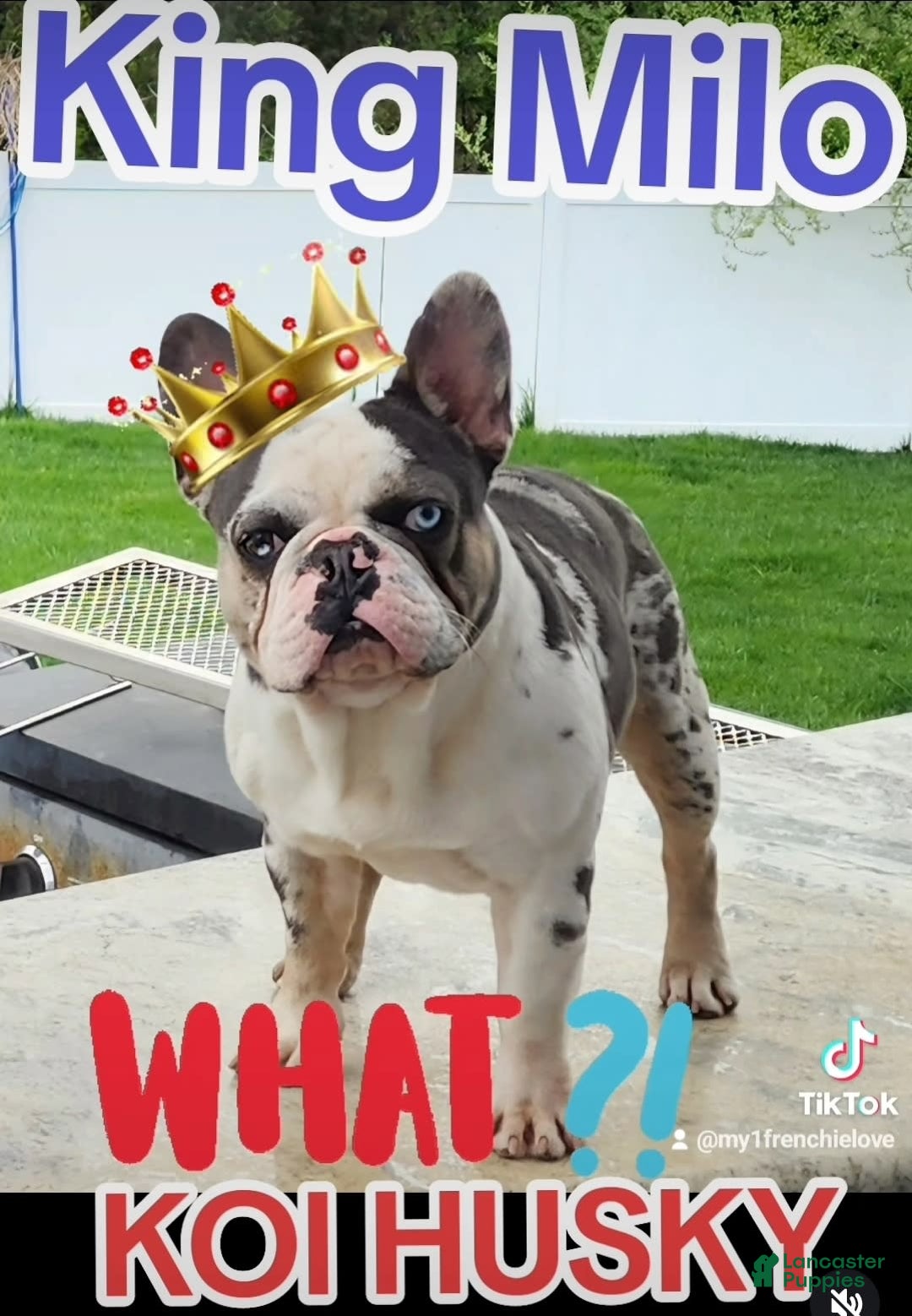 French Bulldog dogs for sale: Marshmello - Image 6