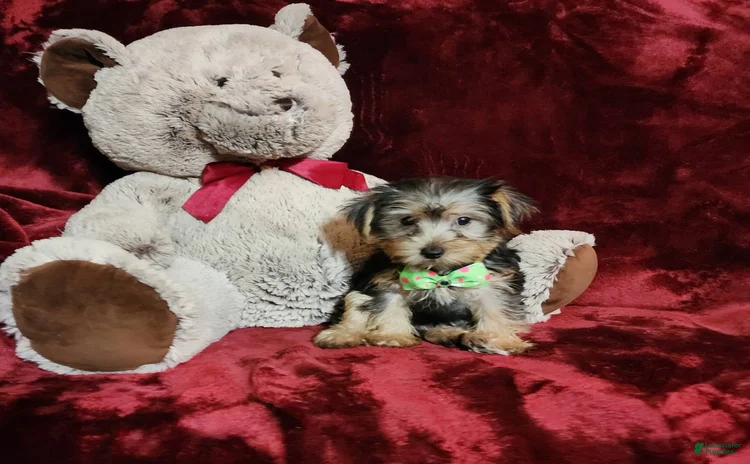 Yorkshire Terrier dogs for sale - Ad 3