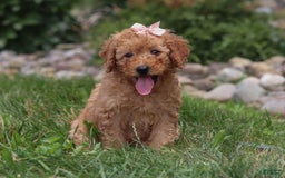 Goldendoodle dogs for sale: Holly - Image 6