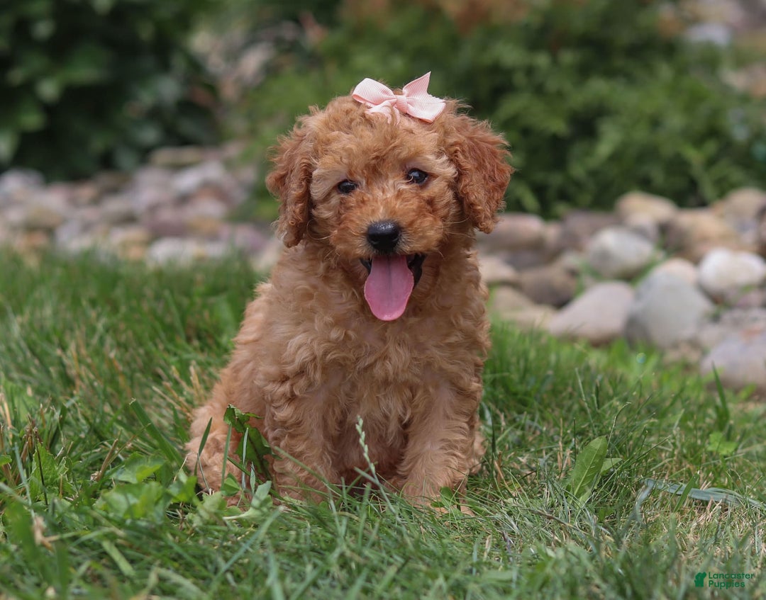 Goldendoodle dogs for sale: Holly - Image 6