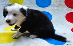 Border Collie dogs for sale: Bear - Image 2