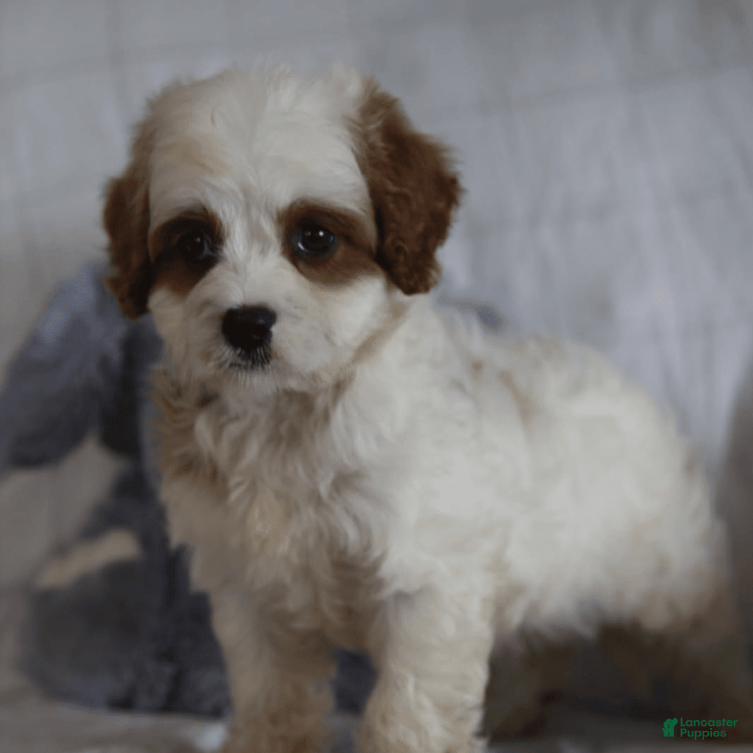 Cavapoo dogs for sale: Randy - Image 2
