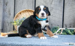 Bernese Mountain Dog dogs for sale: Blocks - Image 4