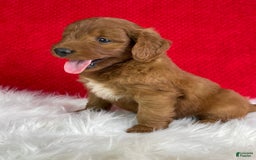 Mini Goldendoodle dogs for sale: Ash - Image 3