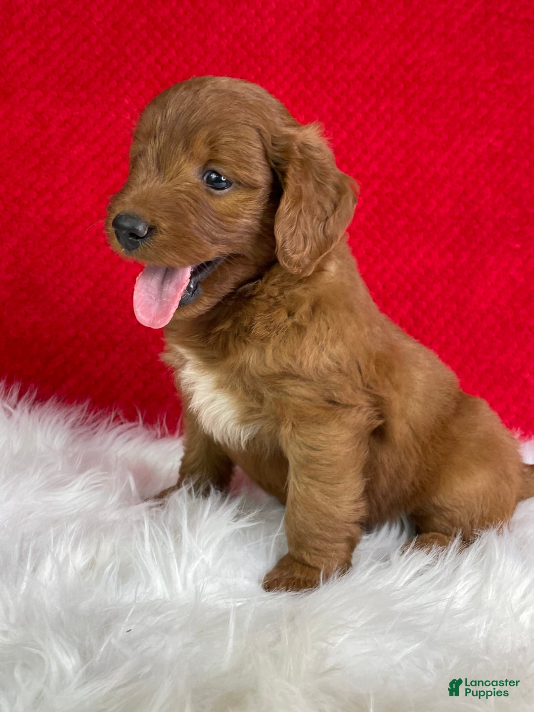 Mini Goldendoodle dogs for sale: Ash - Image 3