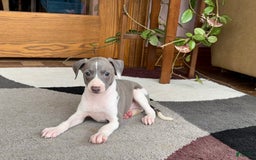 Italian Greyhound dogs for sale: Lenny - Image 3