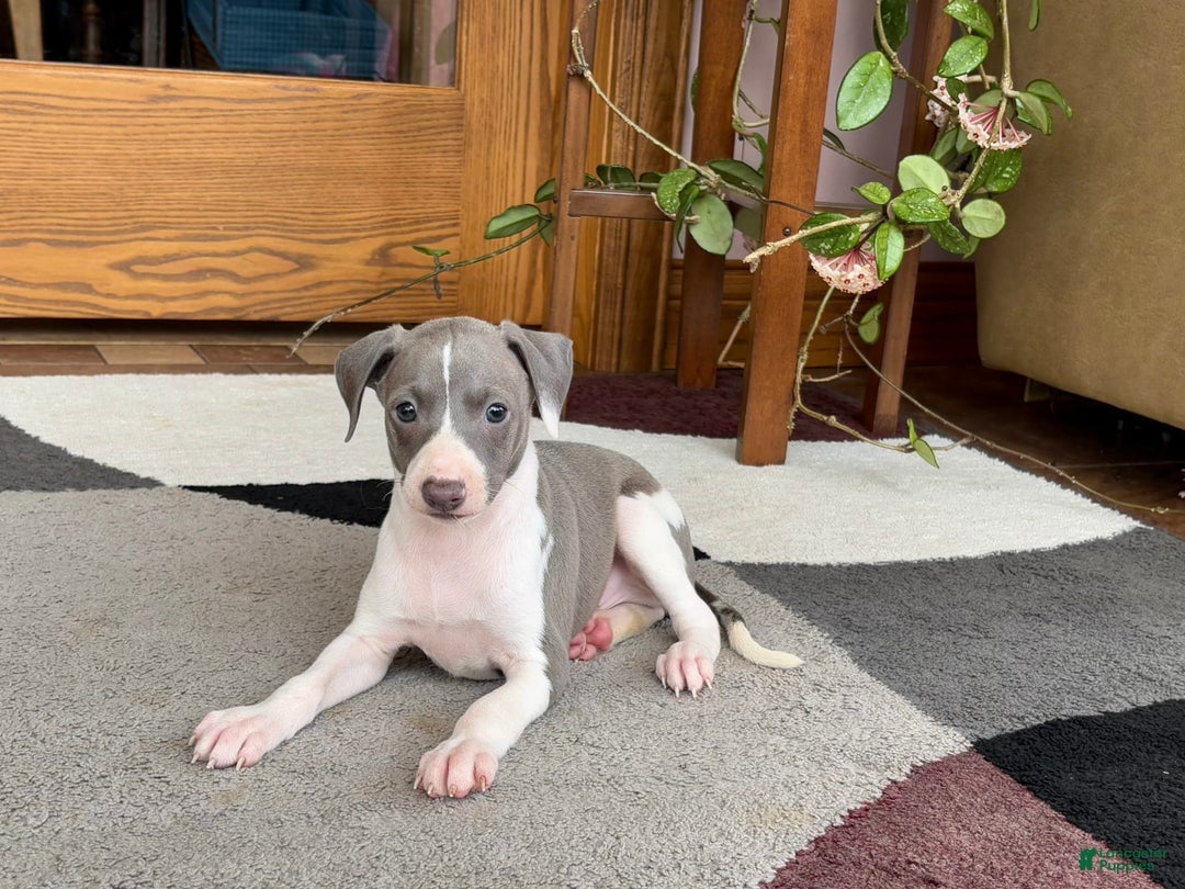Italian Greyhound dogs for sale: Lenny - Image 3