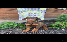 Doberman Pinscher dogs for sale: Alex - Image 1