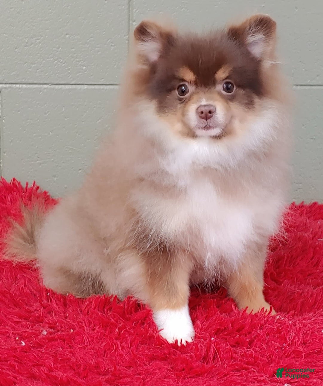 Pomeranian dogs for sale: Jessy - Image 5