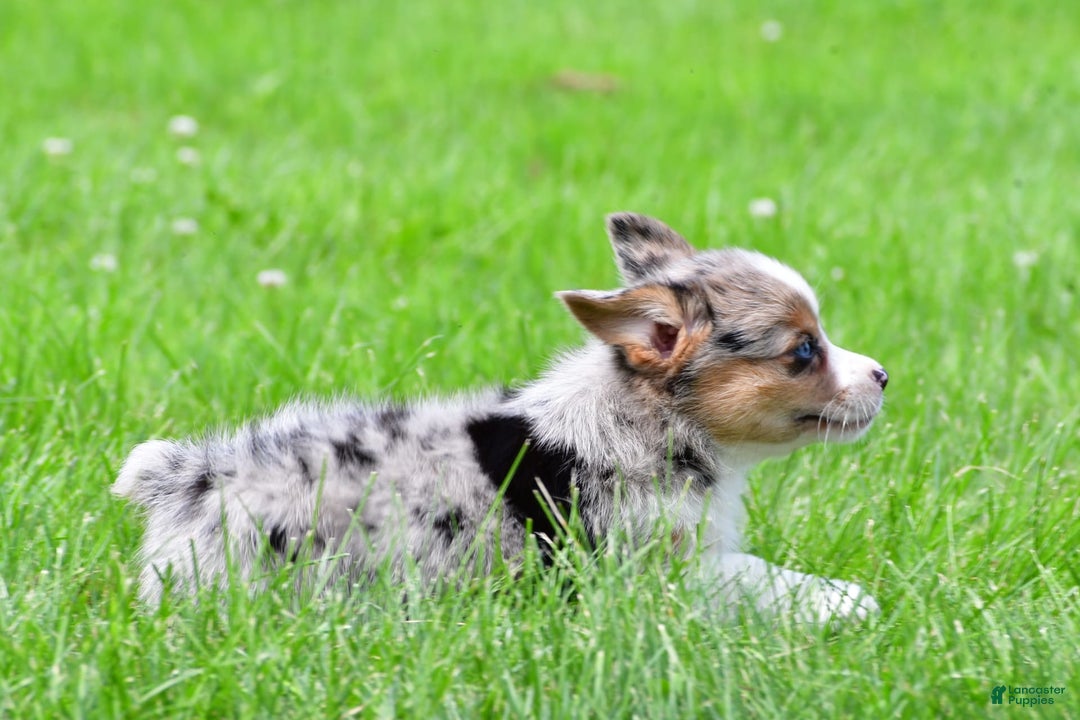 Australian Shepherd dogs for sale: Willow - Image 1