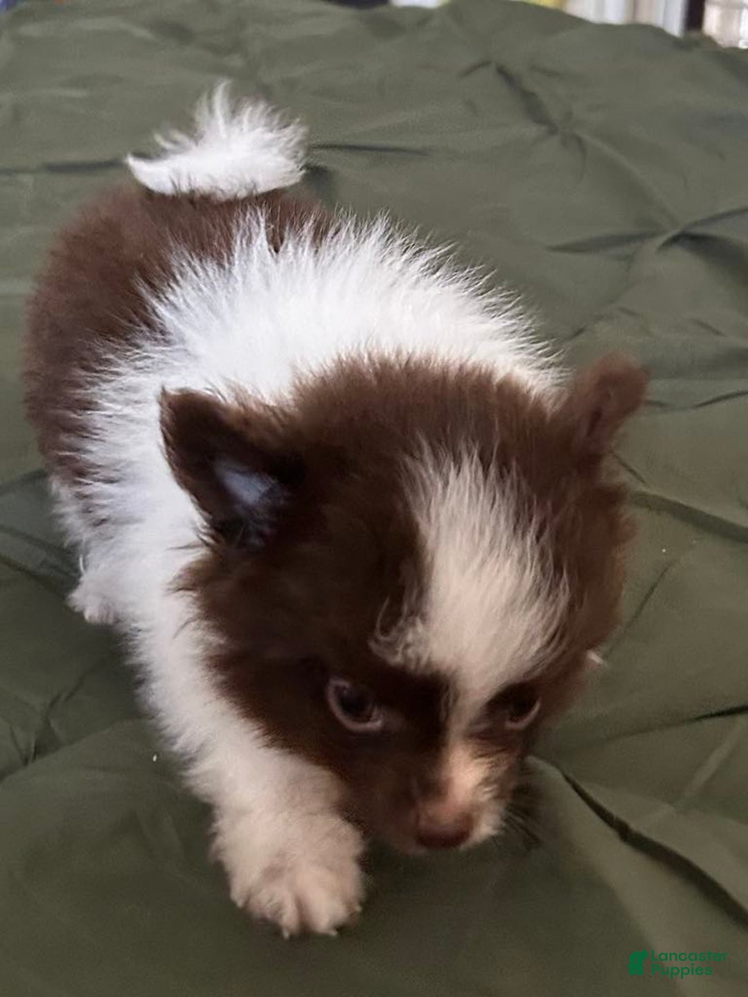 Pomeranian dogs for sale: Lexi Chocolate - Image 6