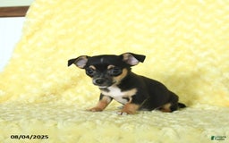 Chihuahua dogs for sale: Buster - Image 4