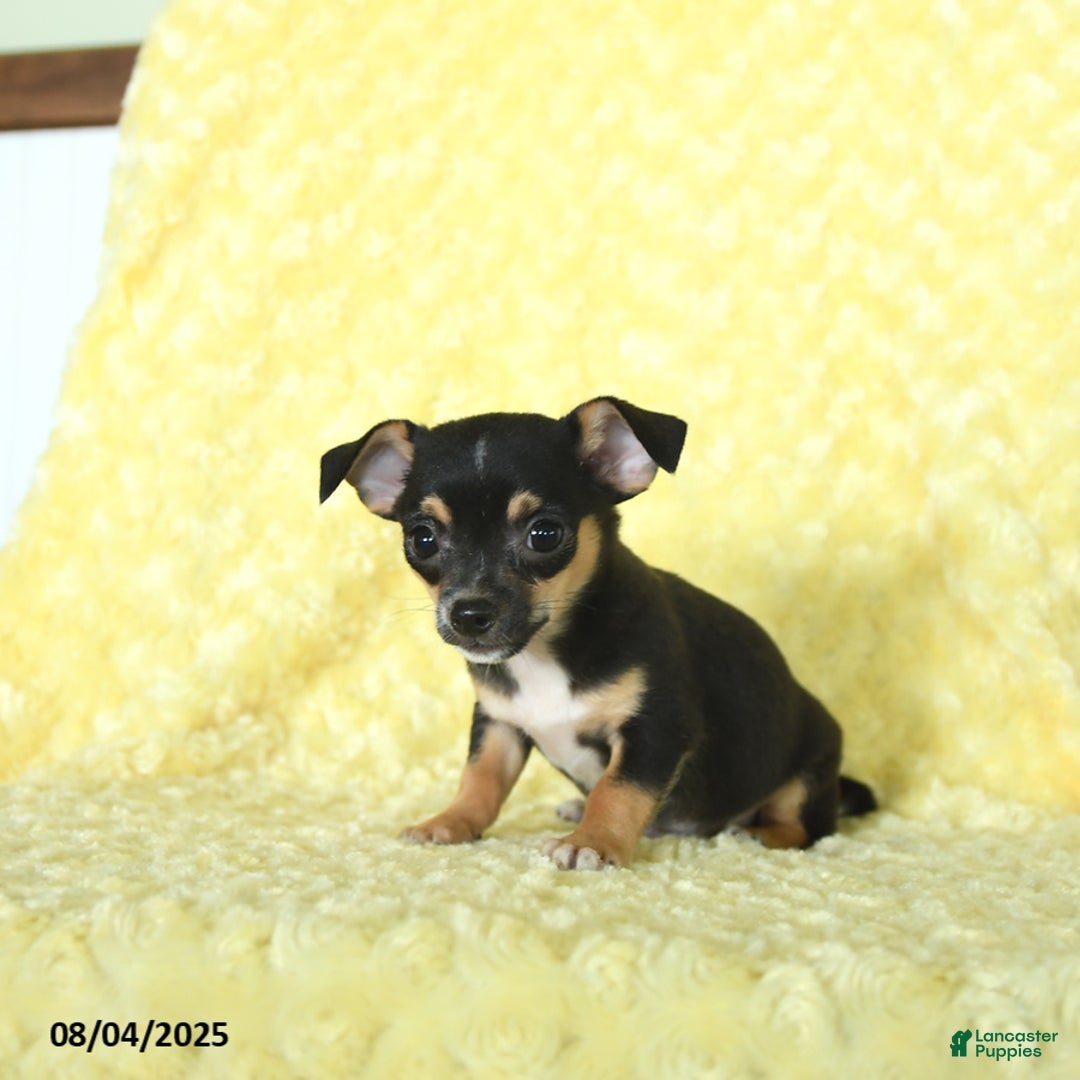 Chihuahua dogs for sale: Buster - Image 4