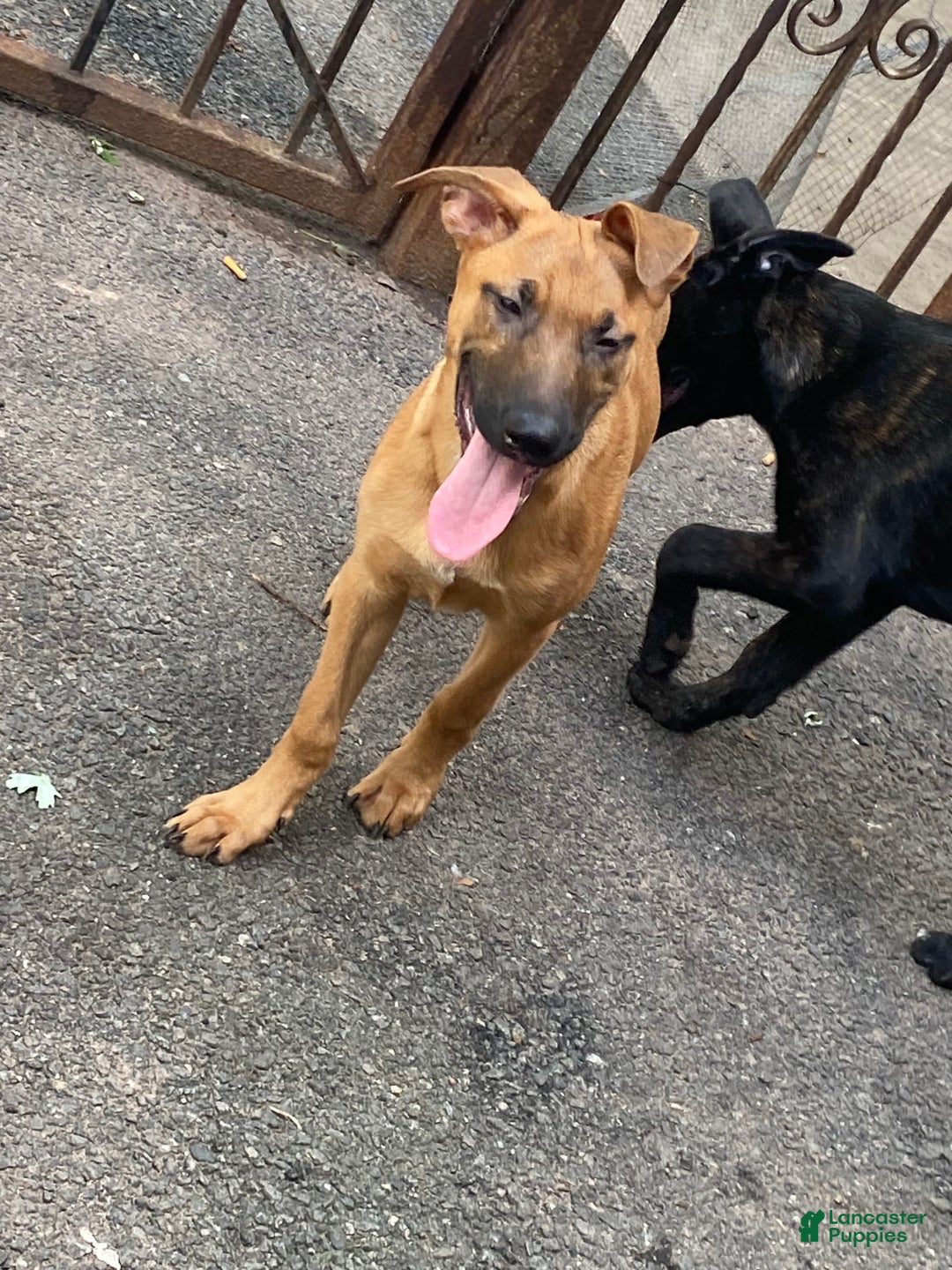 German Shepherd dogs for sale: Maggie - Image 4