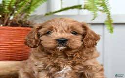 Cavapoo dogs for sale: Roxy - Image 4