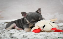 French Bulldog dogs for sale: French Bulldog 6 puppies - Image 33