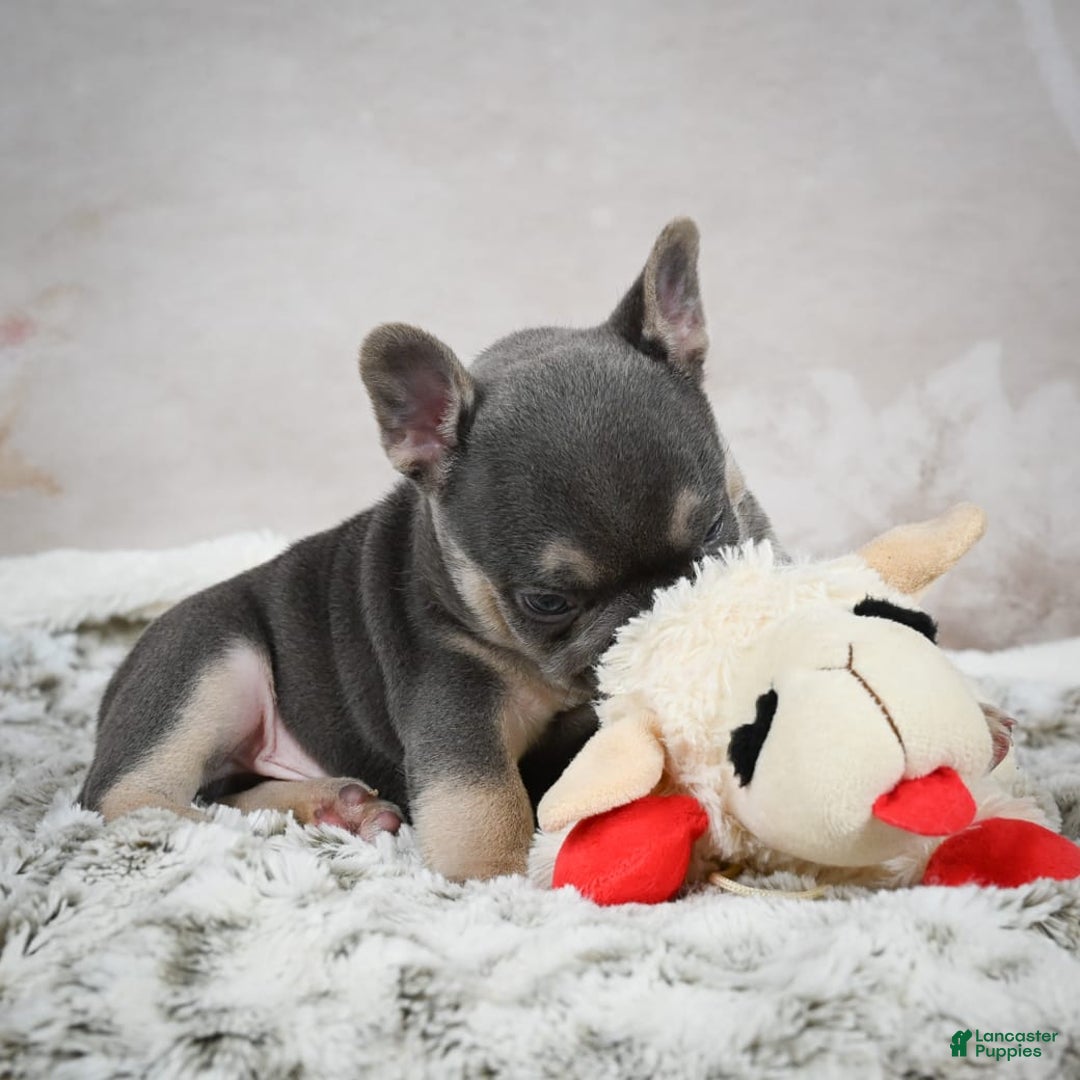 French Bulldog dogs for sale: French Bulldog 6 puppies - Image 33