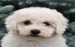 Bichon Frise dogs for sale: Asher - Image 2