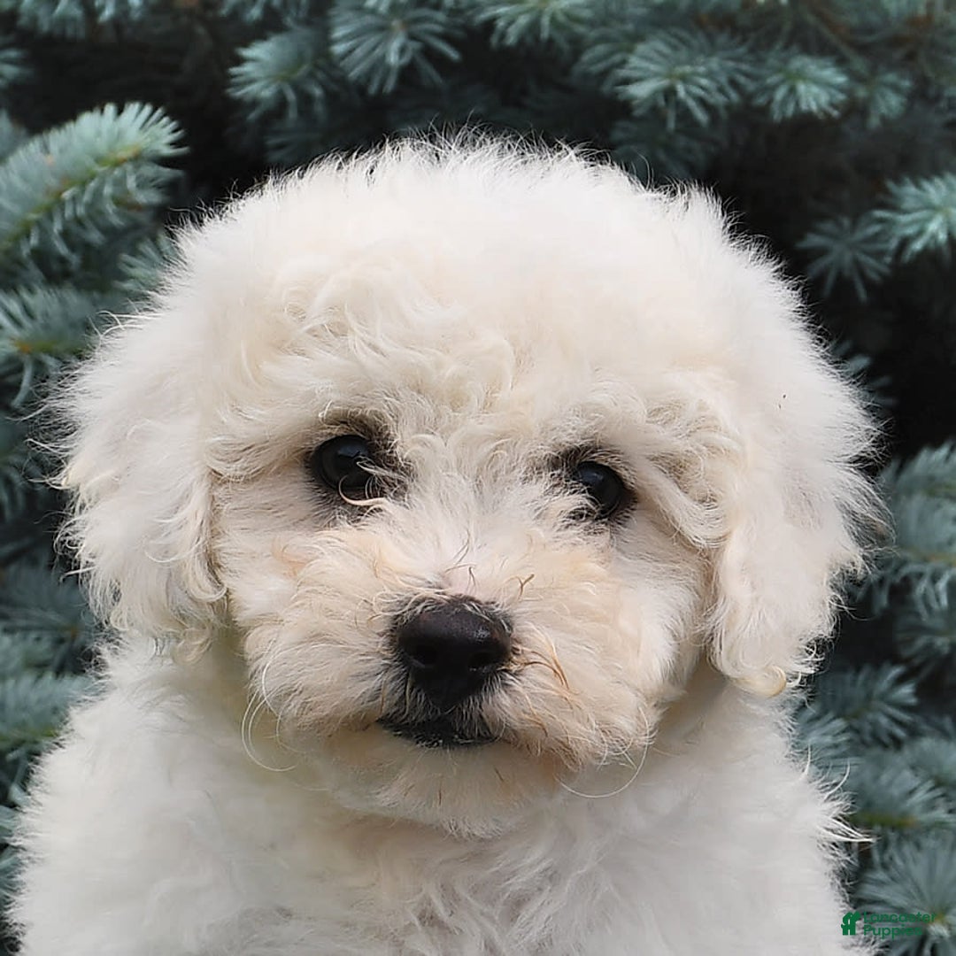 Bichon Frise dogs for sale: Asher - Image 2