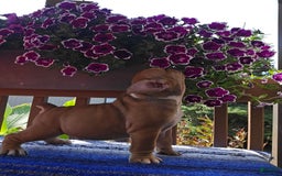 English Bulldog dogs for sale: Mozart - Image 1