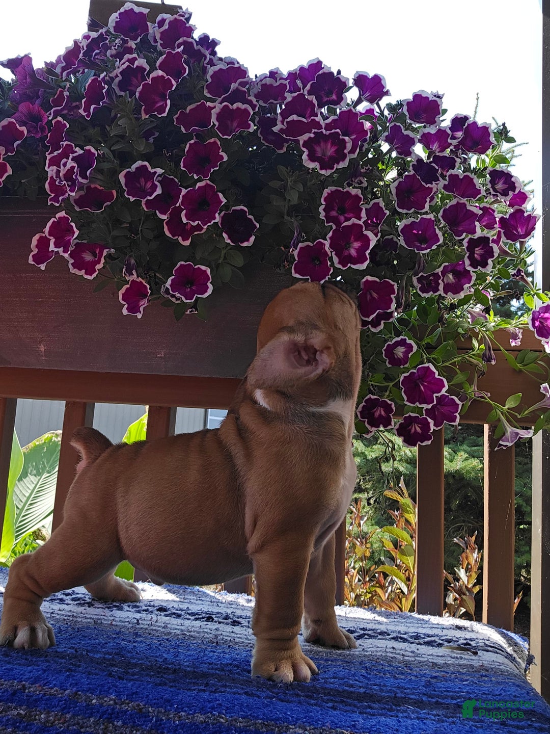 English Bulldog dogs for sale: Mozart - Image 1