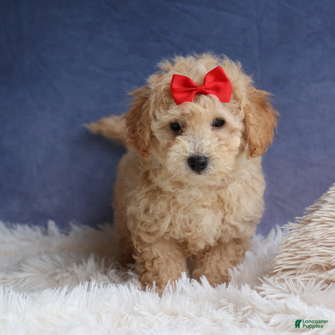 Bichpoo dogs for sale: Tyson - Image 22
