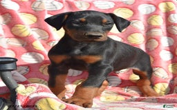 Doberman Pinscher dogs for sale: Bullet - Image 1