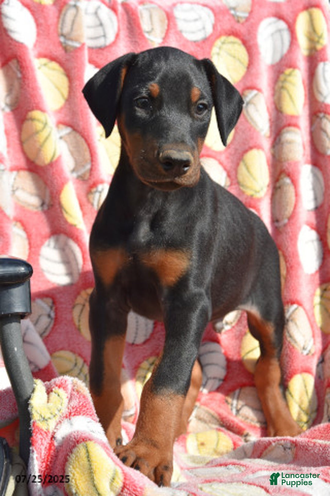 Doberman Pinscher dogs for sale: Bullet - Image 1