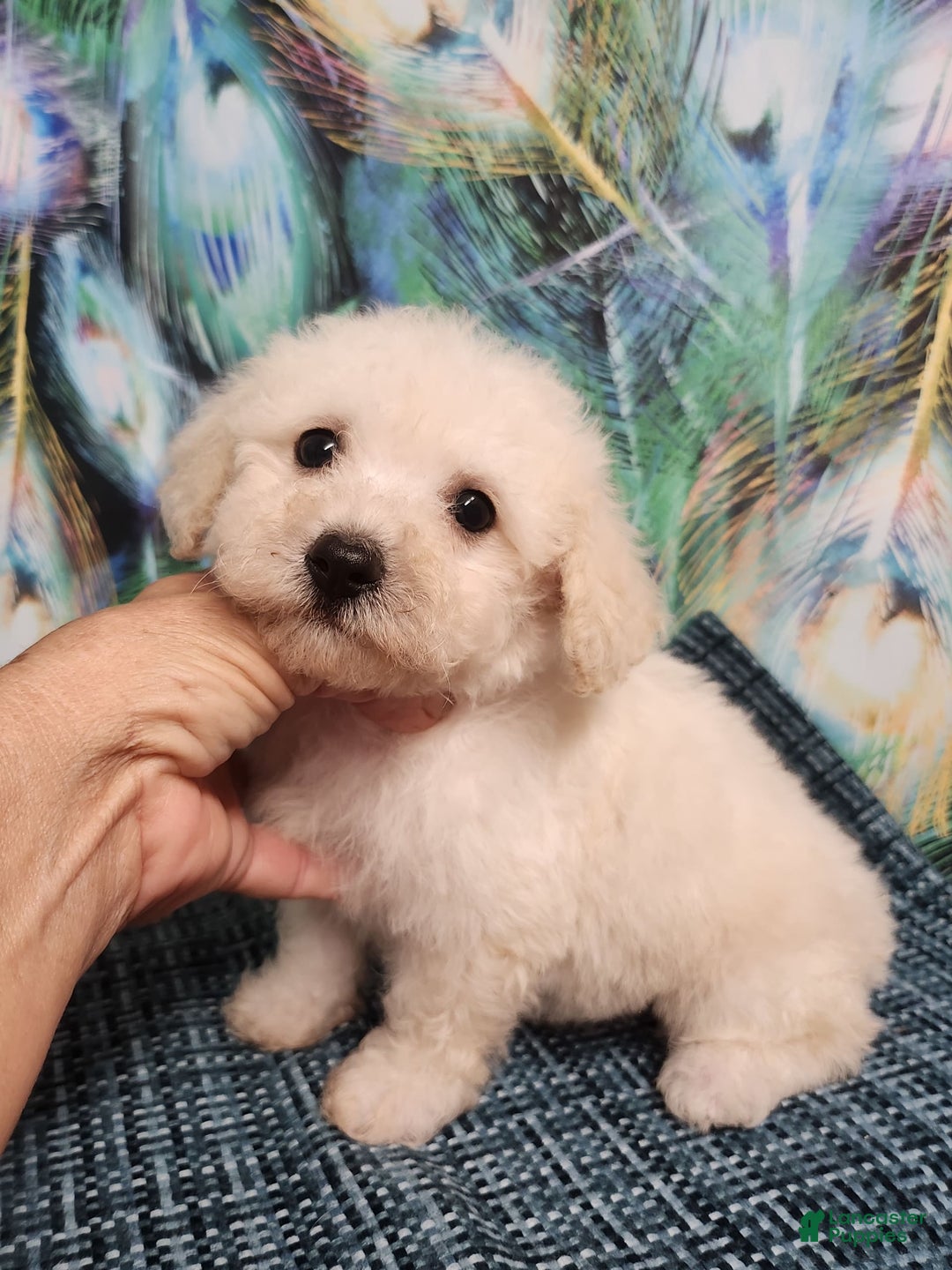 Bichon Frise dogs for sale: Toy Poodle/toy Bichon Puppy - Image 7
