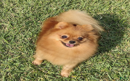 Pomeranian dogs for sale: Aspen - Image 5