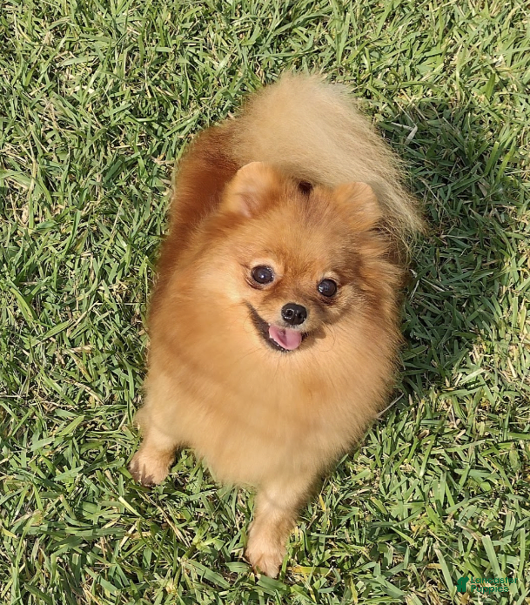 Pomeranian dogs for sale: Aspen - Image 5