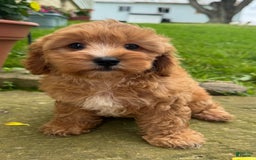 Cavapoo dogs for sale: Olivia - Image 4
