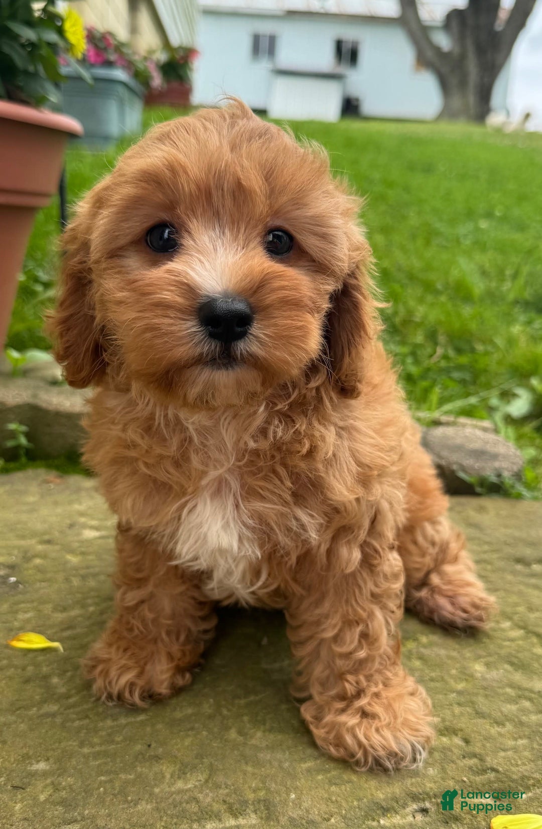 Cavapoo dogs for sale: Olivia - Image 4