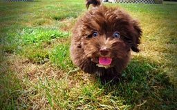 Havapoo dogs for sale: Humble - Image 11